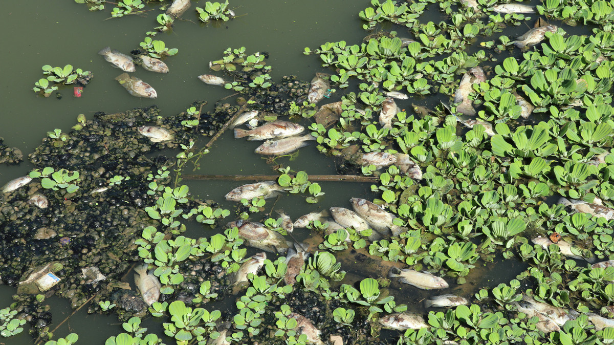 Rất nhiều cá chết nổi trên mặt hồ lắng số 2.
