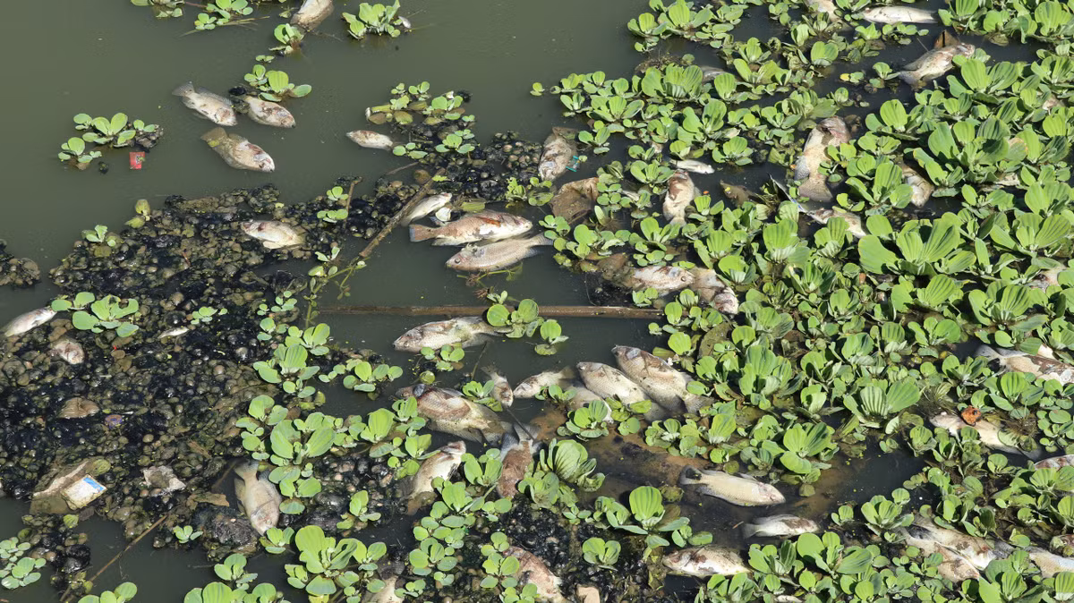 Rất nhiều cá chết nổi trên mặt hồ lắng số 2.