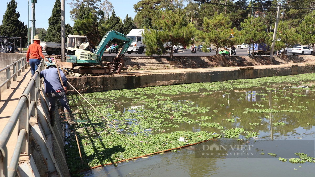 Ghi nhận của phóng viên Dân Việt trong ngày 1/3, tại hồ lắng số 2 (cạnh cây xăng đường Nguyên Tử Lực) một số công nhân của Công ty cổ phần dịch vụ đô thị Đà Lạt đang tiến hành gom rác cũng như lượng lớn cá chết tại hồ này. Tại hồ lắng số 2 này, có hàng trăm con cá các loại chết nổi trên mặt hồ, bốc mùi hôi tanh vô cùng khó chịu.
