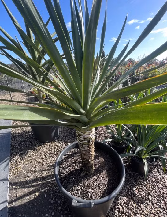  Chuẩn bị đất thích hợp: Chuẩn bị đất thoát nước tốt, bạn có thể chọn loại đất trồng thông dụng cho cây hoặc đất trộn rêu than bùn và đá trân châu để tạo môi trường phát triển tốt nhất cho cây.