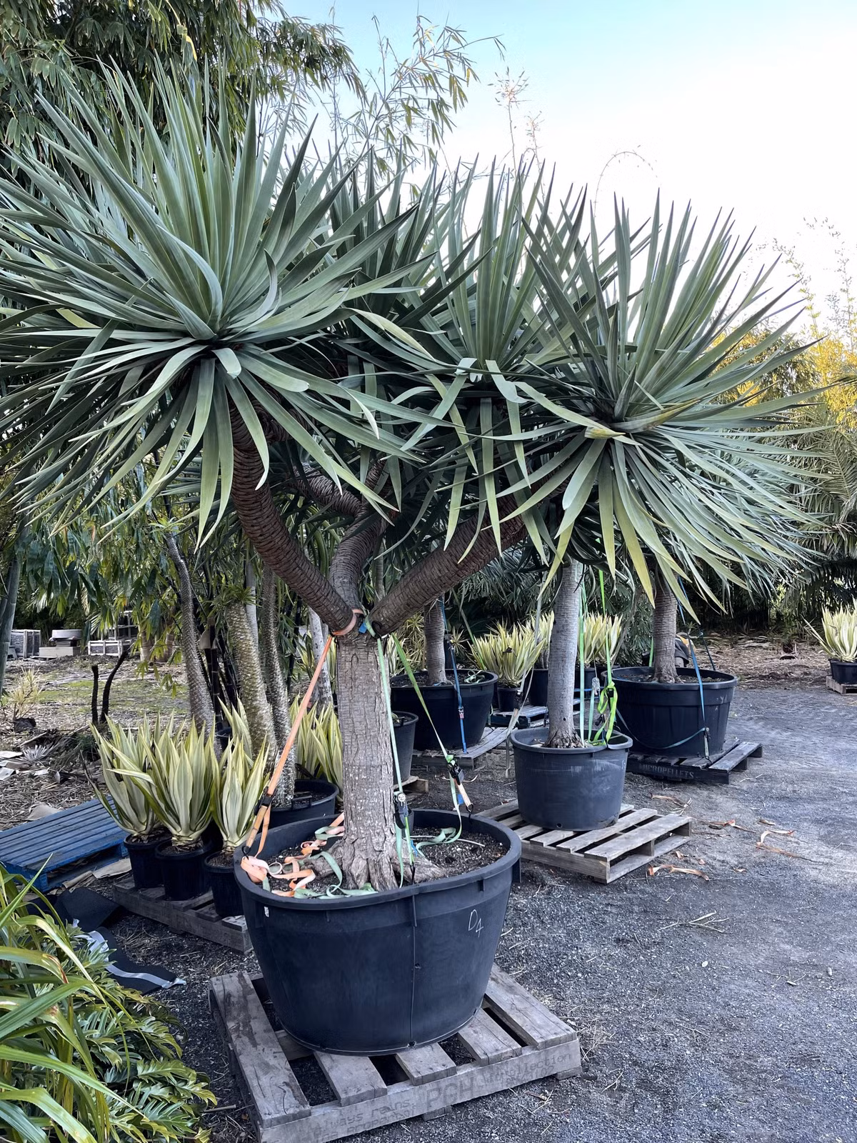 Cách chăm sóc: Chọn chậu trồng phù hợp: Cây huyết rồng có khả năng phát triển tốt. Khi trưởng thành, cây có kích thước khá lớn và nhiều lá. Do vậy, bạn nên chọn chậu trồng có miệng rộng, đáy sâu, thoáng khí tốt để đảm bảo hệ thống rễ của cây được phát triển đầy đủ và thông thoáng. 