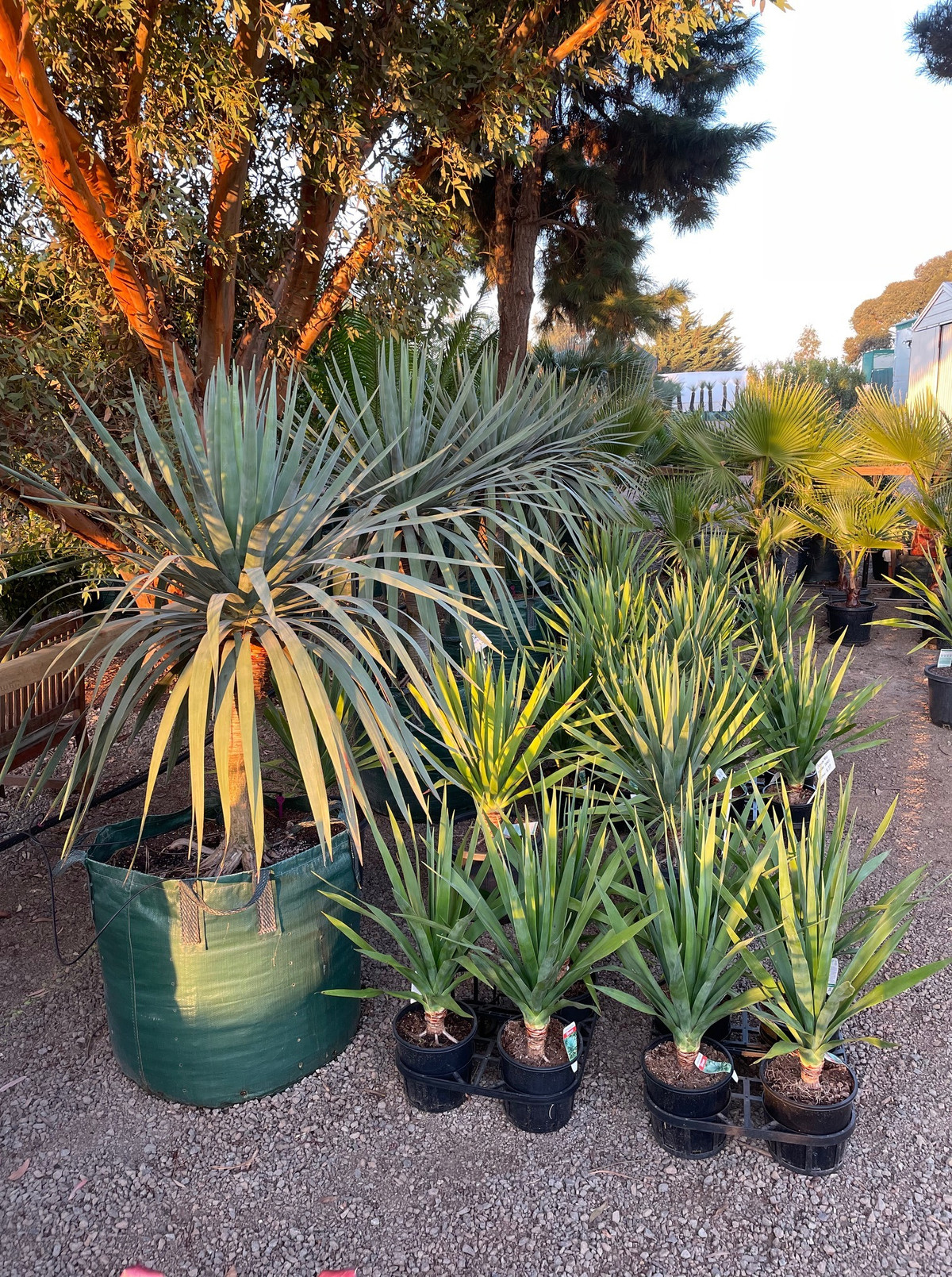 Đối với cây huyết rồng, môi trường phát triển phù hợp là rất quan trọng. Cây ưa sáng và khí hậu ẩm ướt, song vẫn có thể thích nghi với môi trường râm mát.