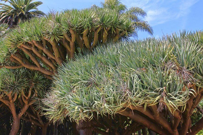 Trong phong thủy, cây huyết rồng tượng trưng cho sức mạnh, lòng dũng cảm cũng như niềm hy vọng vào sự cuộc sống. Với vẻ ngoài "lẫm liệt", nó còn là loài cây bảo vệ chủ nhân khỏi tà khí, cải thiện sự nghiệp và thu hút may mắn tài lộc. Vậy nên rất được ưa chuộng và hợp nhất là chưng ở không gian phòng khách.