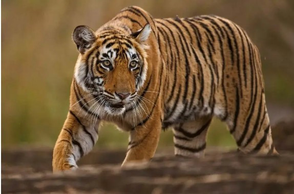 ‘Ven man’ bi mat tai sao ho khong chet doi khi ve gia?-Hinh-2