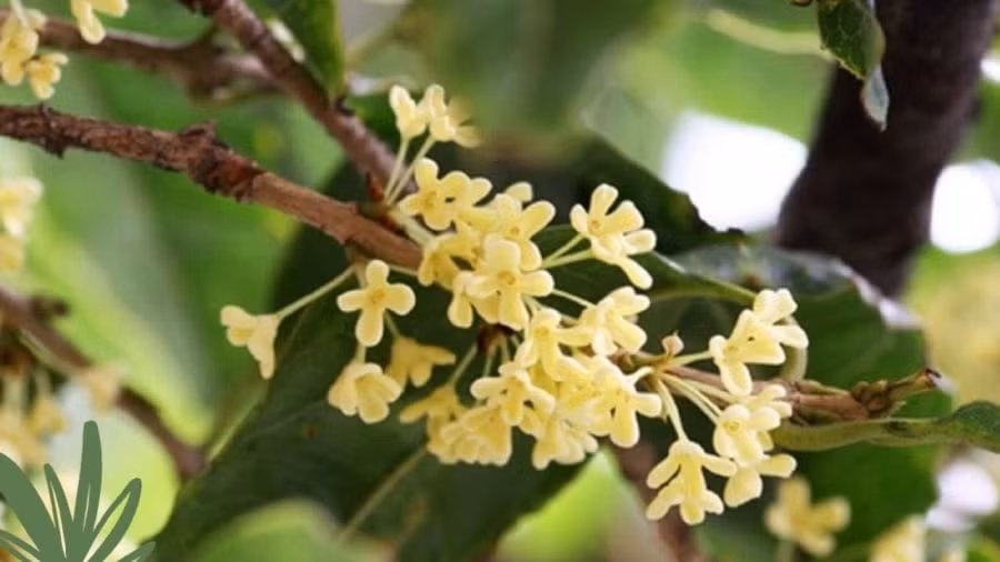 Trong cay nay truoc nha hut tai loc vua giup tang cuong suc khoe