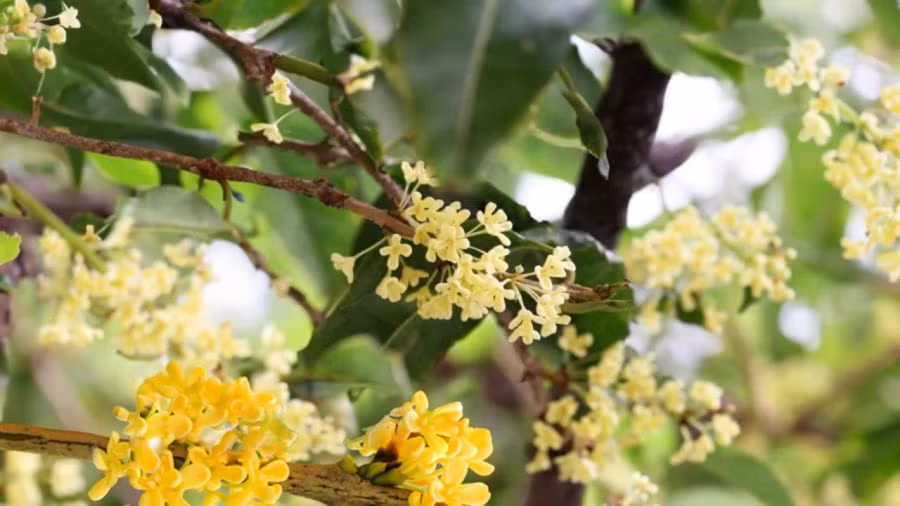 Trong cay nay truoc nha hut tai loc vua giup tang cuong suc khoe-Hinh-2