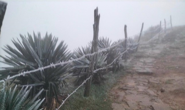 Lang Son xuat hien bang gia, khan truong phong chong ret