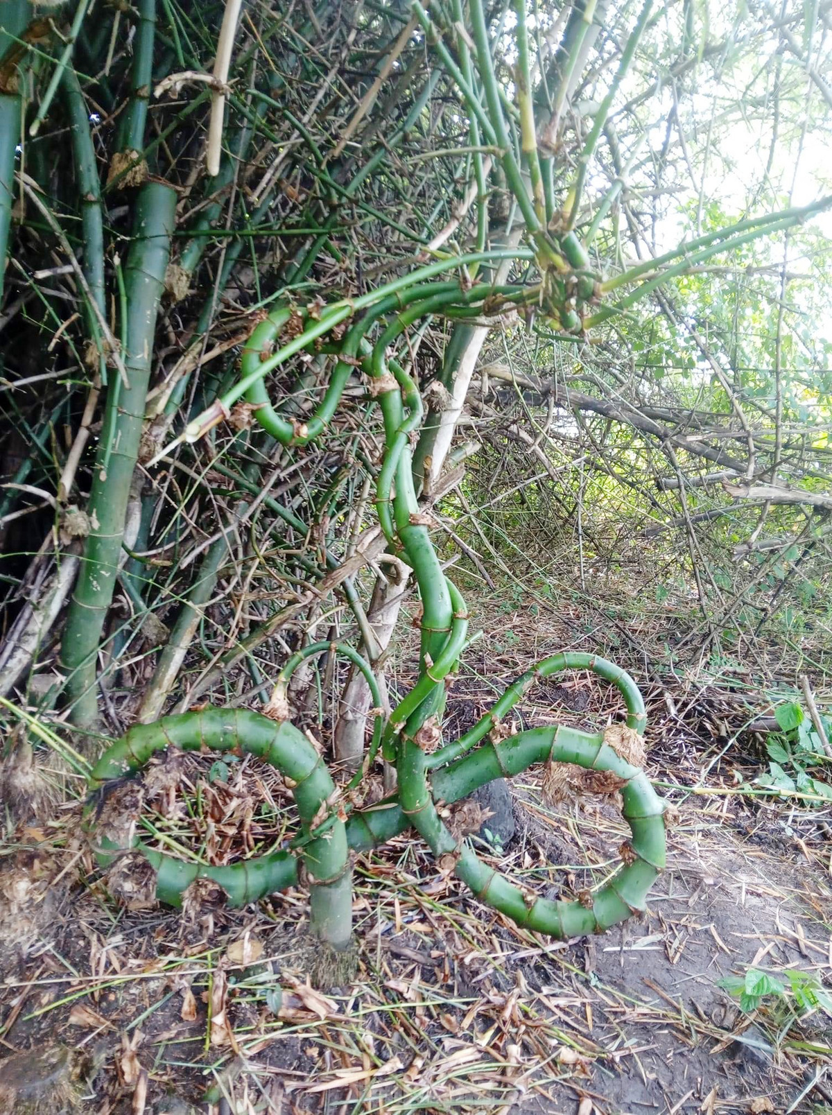 Anh Vụ - một trong hai người phát hiện cây tre cho PV Tiền Phong biết, quá thích vì thấy cây tre độc lạ. Sau đó anh và người đi cùng đã tìm cách cắt tỉa gai, cành xung quanh rồi đào.