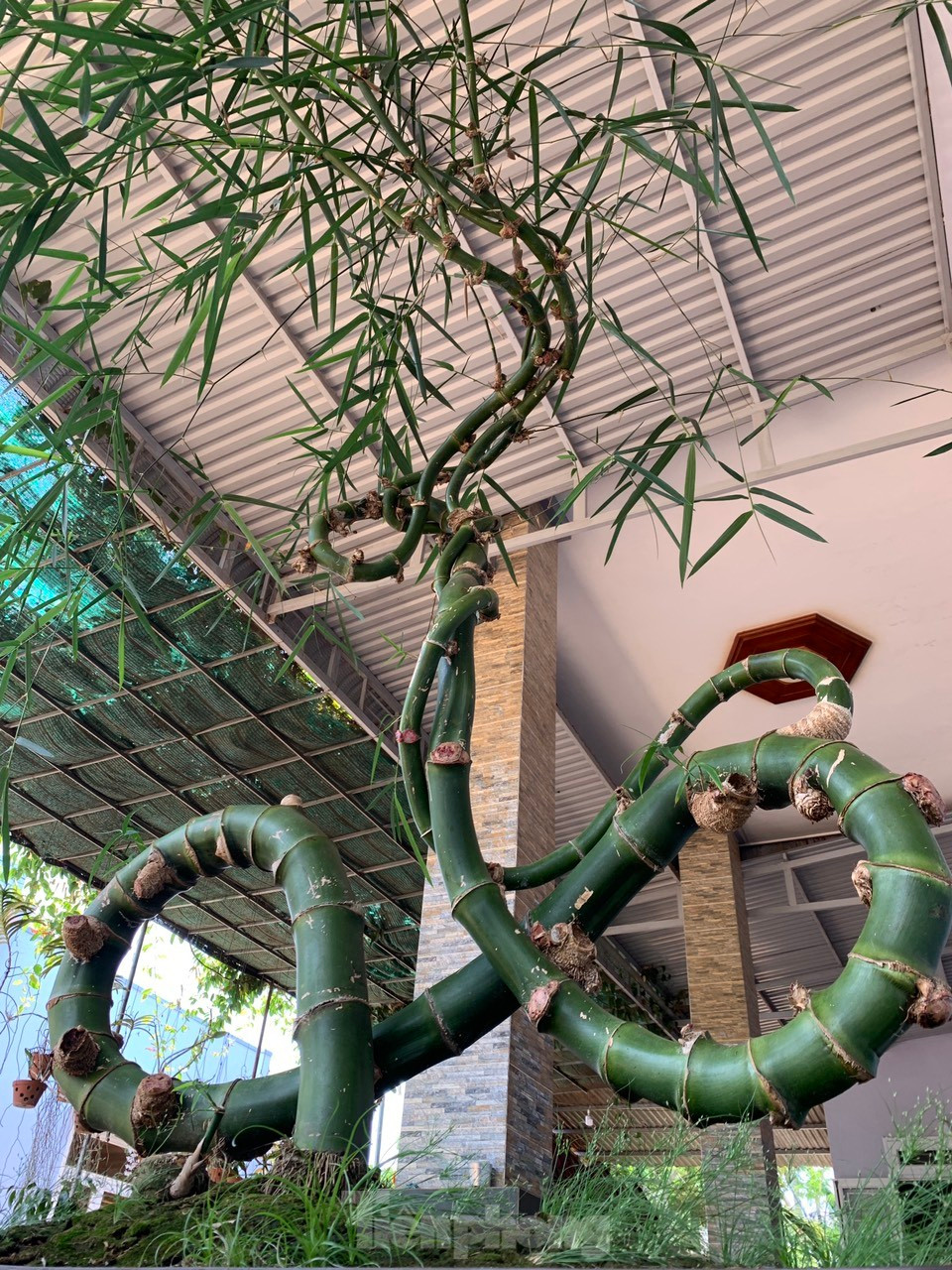 Sau khi chia sẻ thông tin qua mạng xã hội và một số kênh, lập tức có một phụ nữ đến hỏi mua cây tre này của anh Vụ, rồi bán lại cho một người khác bên Gia Lai.