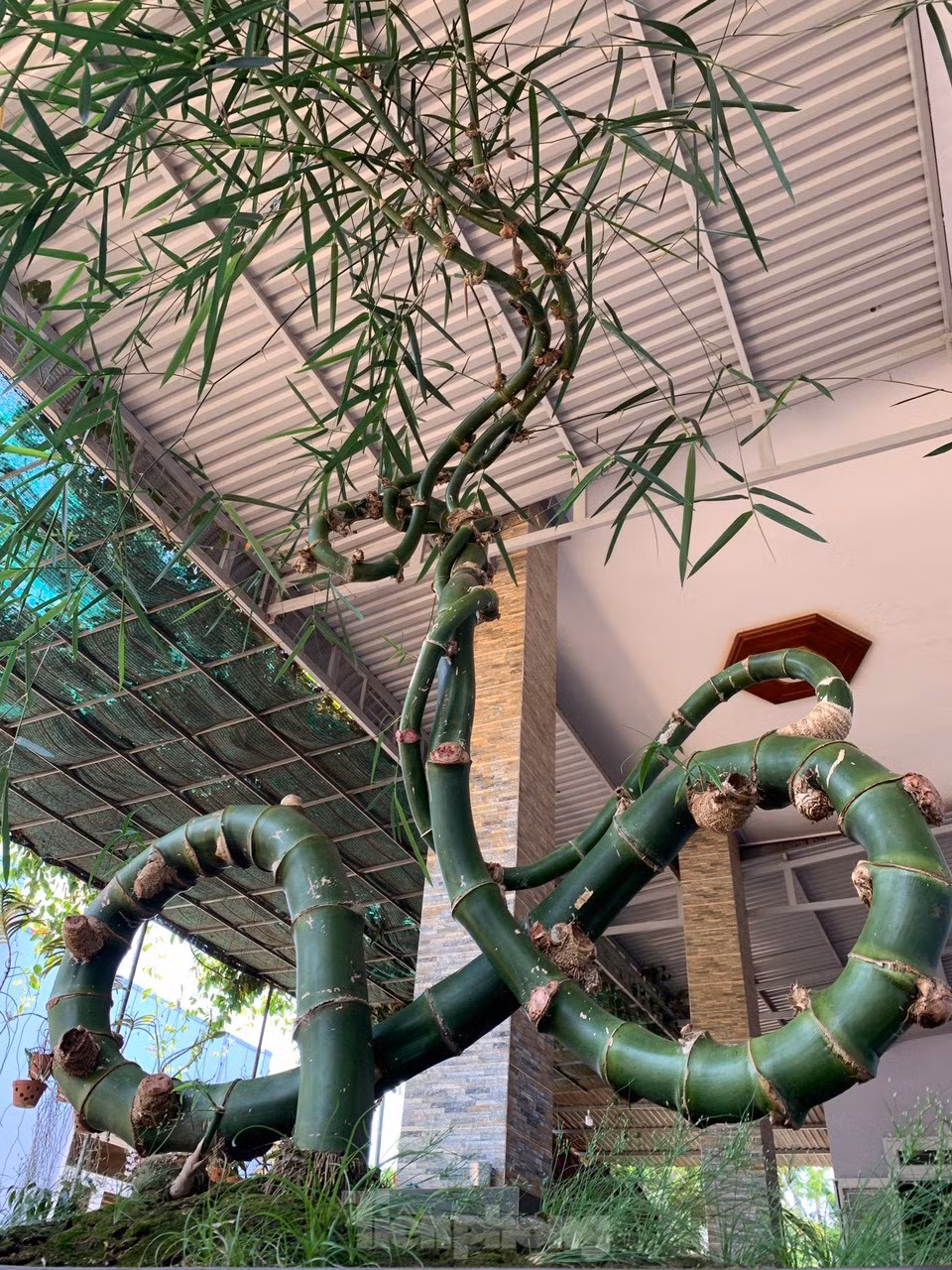 Sau khi chia sẻ thông tin qua mạng xã hội và một số kênh, lập tức có một phụ nữ đến hỏi mua cây tre này của anh Vụ, rồi bán lại cho một người khác bên Gia Lai.