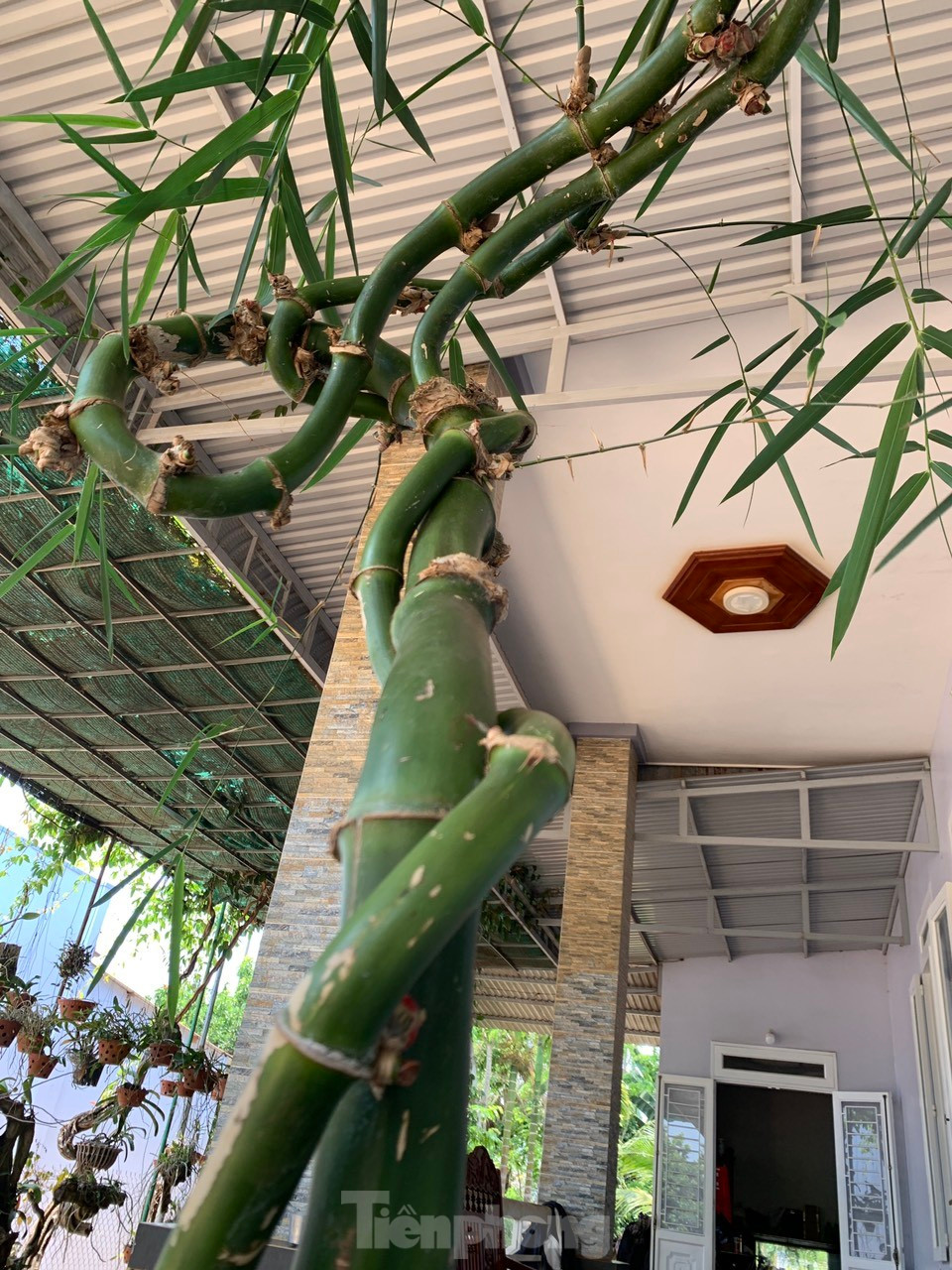 “Đã là thiên nhiên thì nó rất đáng quý. Con người cũng khó có thể uốn được cây tre thế này", anh Thọ tiếp lời.