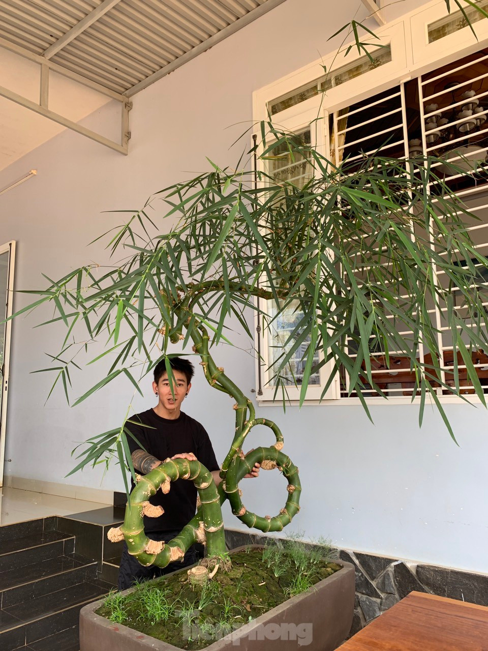 Theo anh Thọ, hiện một số người trả giá cây tre này trên 25 triệu đồng nhưng anh không bán, để chơi.