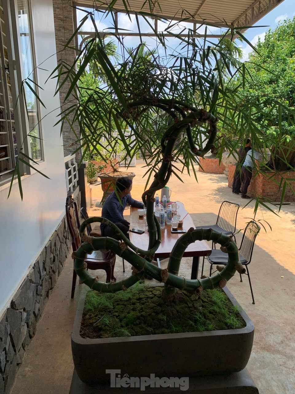 Cây tre được anh để ngay ngoài hiên nhà để khách đến chơi, uống nước ngắm cảnh thư giãn.