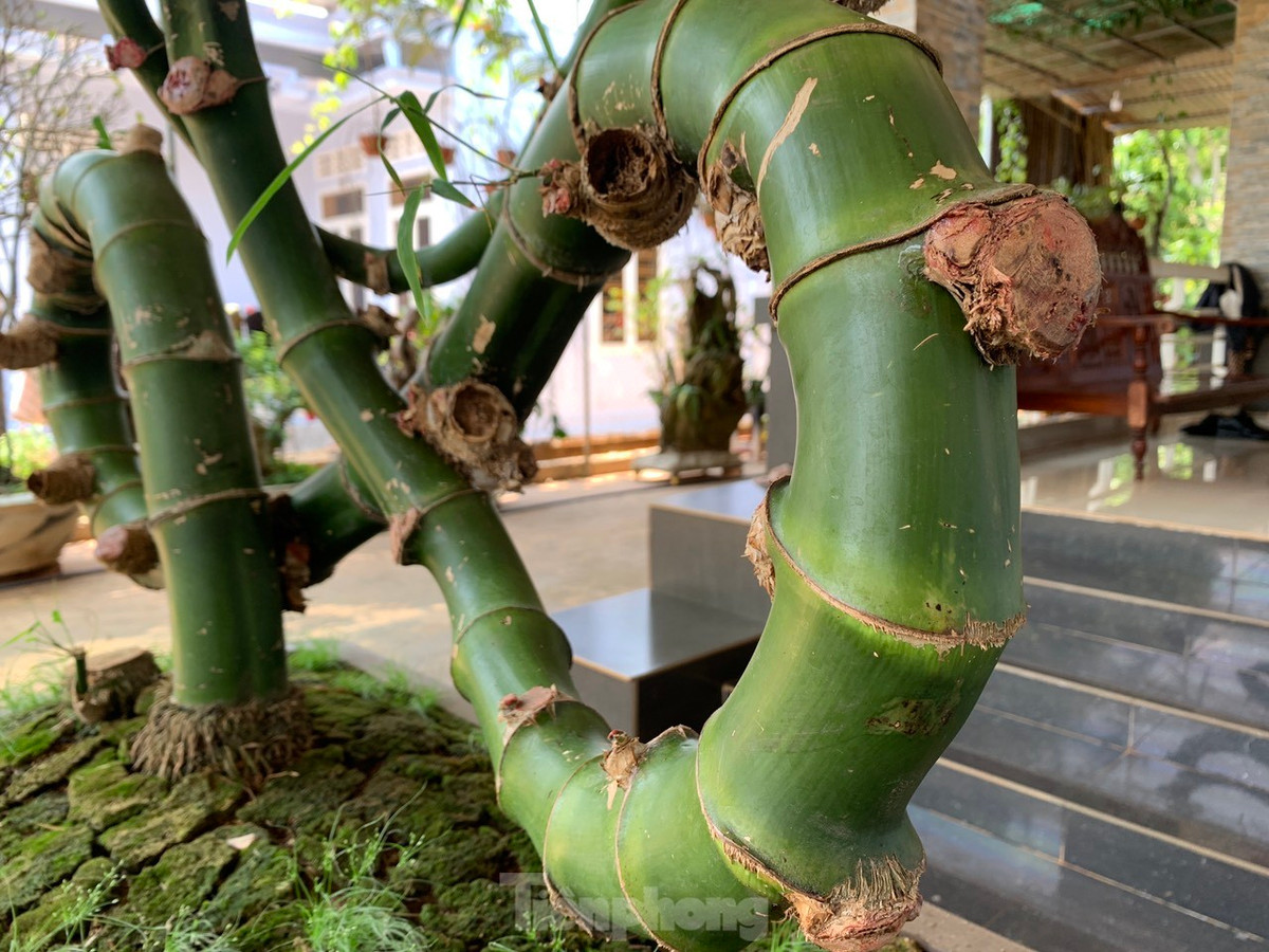 Là một người chơi cây cảnh bon sai khoảng 6-7 năm, đây là lần đầu tiên anh Thọ gặp cây tre tự nhiên có dáng hình độc đáo này.