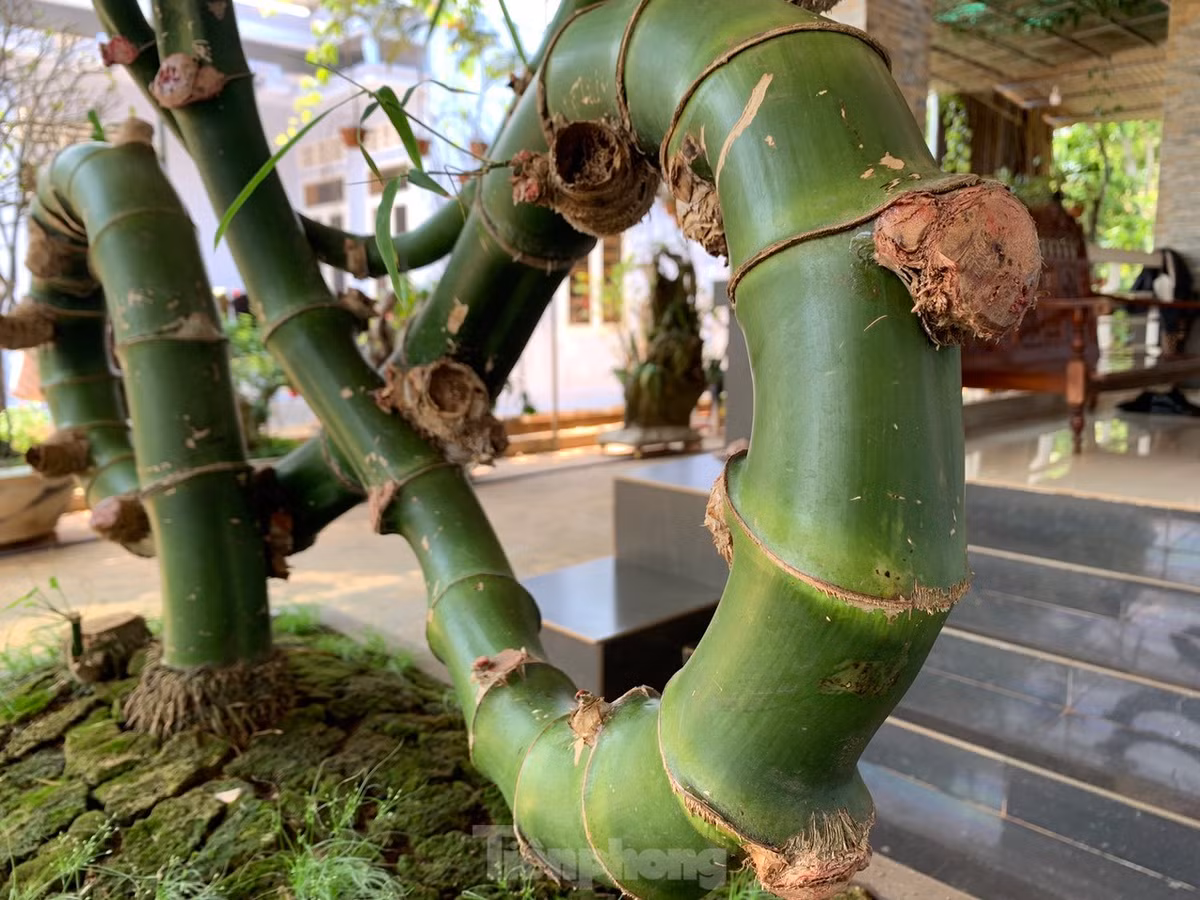 Là một người chơi cây cảnh bon sai khoảng 6-7 năm, đây là lần đầu tiên anh Thọ gặp cây tre tự nhiên có dáng hình độc đáo này.