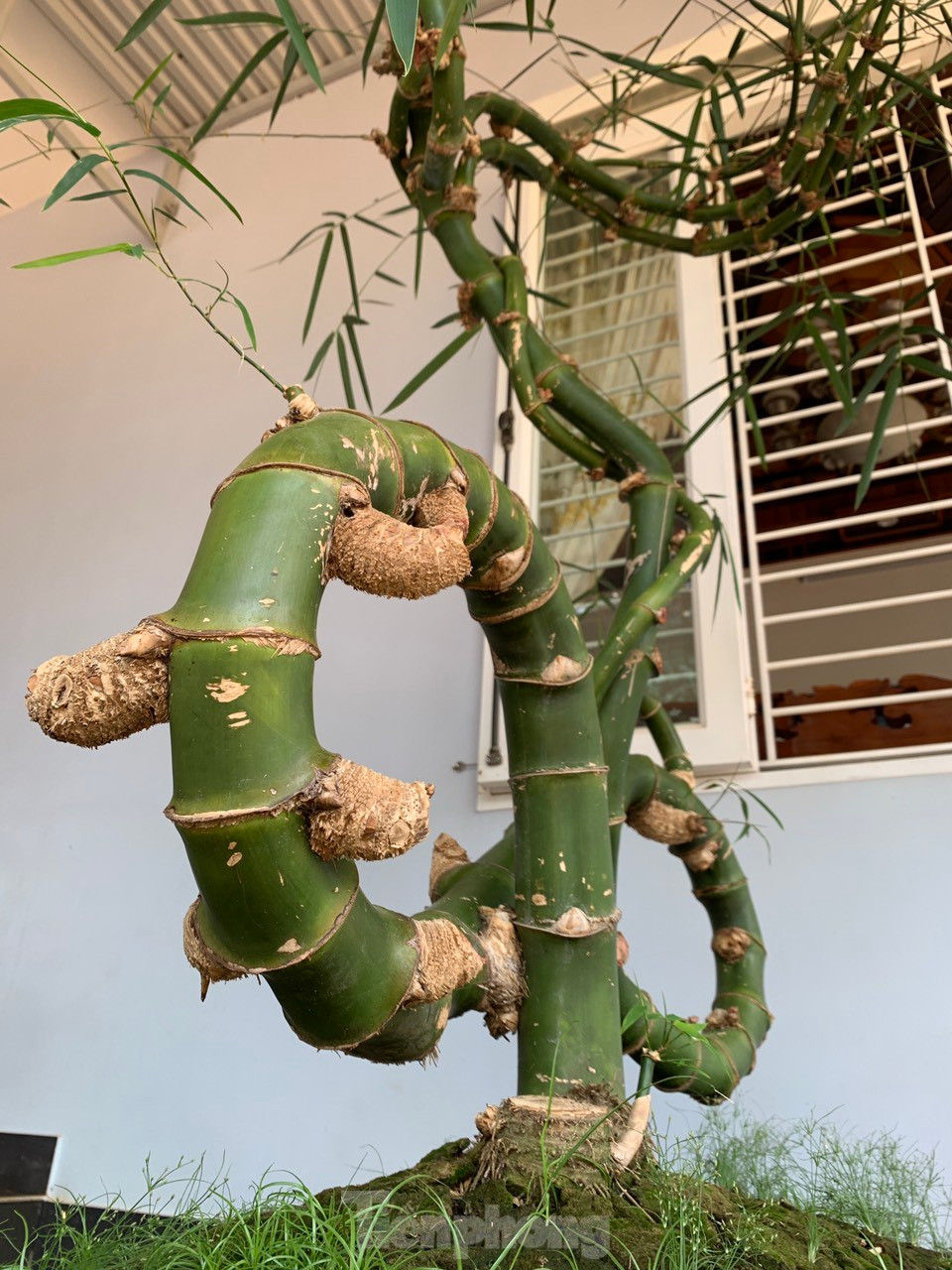 "Ở Việt Nam chưa tìm thấy cây tre thứ 2 nào hoàn hảo như thế này. Từ gốc đến ngọn đều một màu xanh đồng nhất, không loang lổ xanh vàng như những cây tre khác", anh Thọ cho hay.