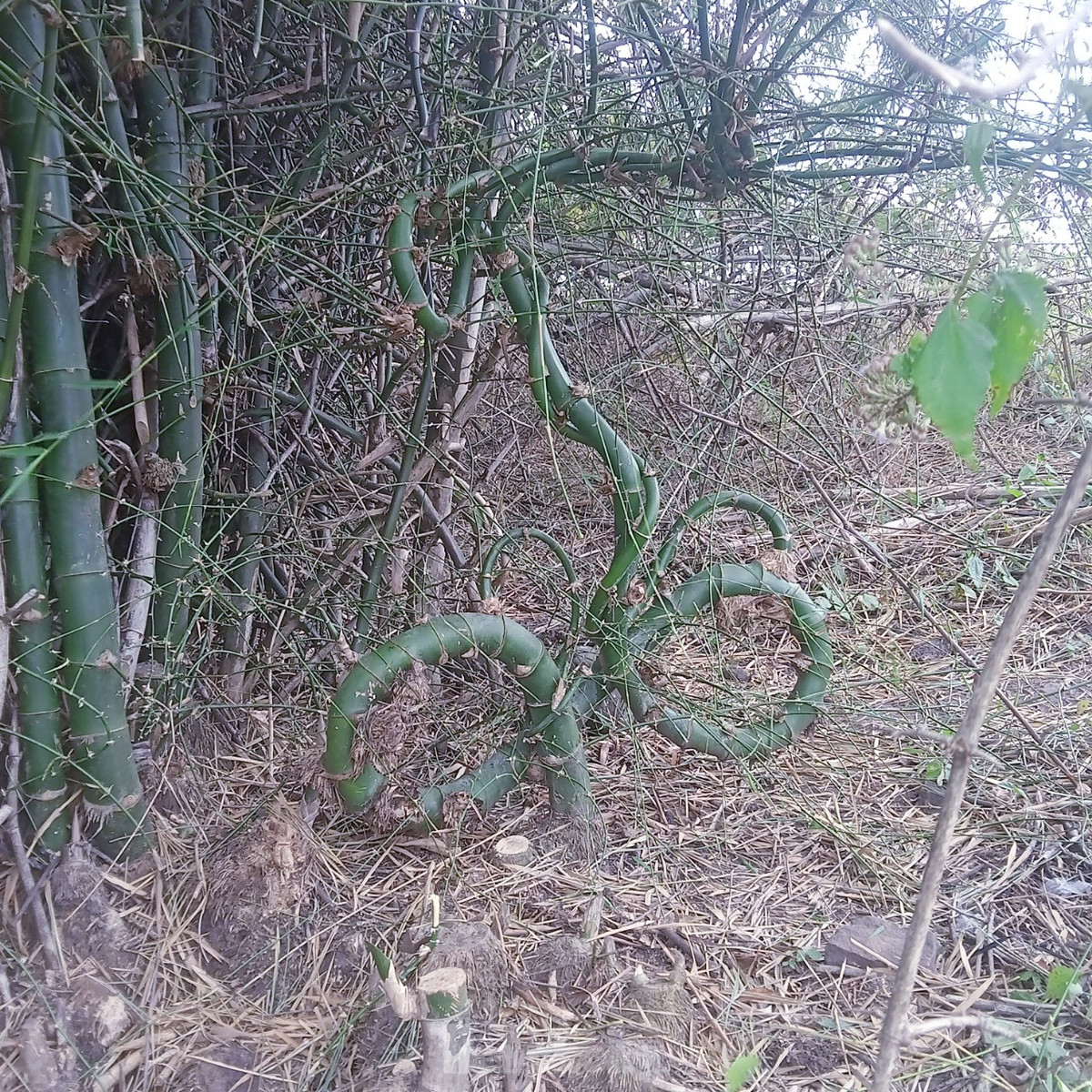 Anh Trần Văn Thọ (thường gọi Mody Trần), sinh năm 1992, trú xã Hòa Thuận, TP Buôn Ma Thuột, Đắk Lắk) hiện sở hữu cây tre độc lạ, hoàn toàn tự nhiên này.