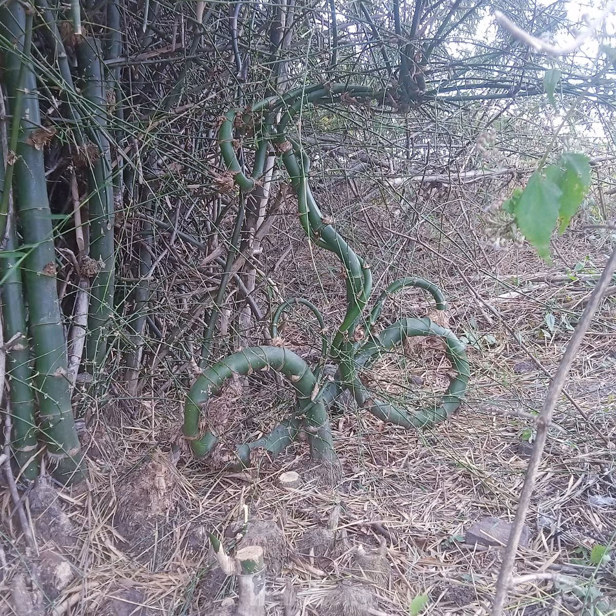 Anh Trần Văn Thọ (thường gọi Mody Trần), sinh năm 1992, trú xã Hòa Thuận, TP Buôn Ma Thuột, Đắk Lắk) hiện sở hữu cây tre độc lạ, hoàn toàn tự nhiên này.