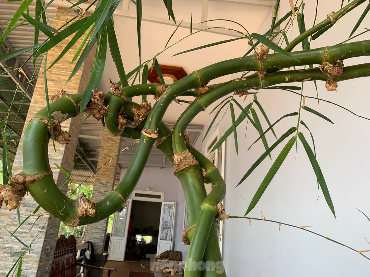 Sau khi mang tre về nhà, anh Thọ đã tỉa tót lại cho gọn, cắt bỏ một số cành không đẹp mắt