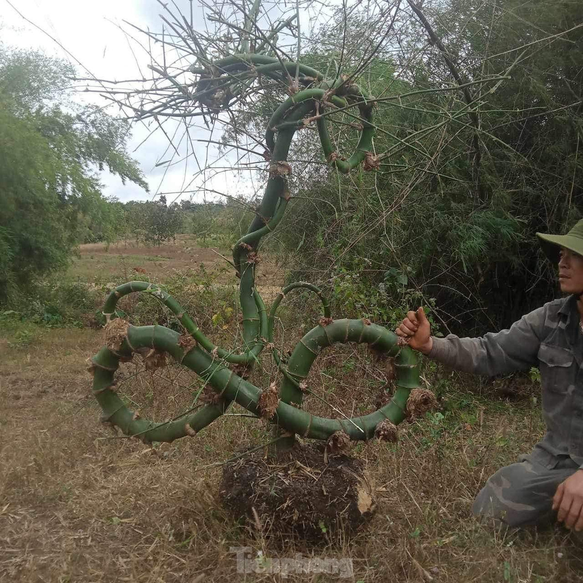 Mất khoảng 3 tiếng đồng hồ, hai người mới đào được cây tre này lên, tìm cách vận chuyển về nhà. Ban đầu, anh Vụ tính chặt về làm cái giá treo đèn, sau thấy tiếc nên đào cả bầu đất về để trồng.