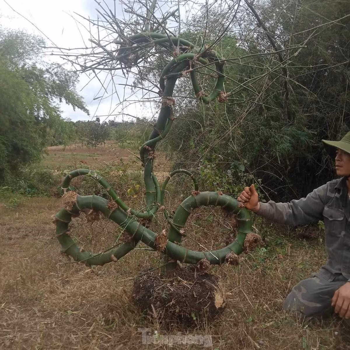 Mất khoảng 3 tiếng đồng hồ, hai người mới đào được cây tre này lên, tìm cách vận chuyển về nhà. Ban đầu, anh Vụ tính chặt về làm cái giá treo đèn, sau thấy tiếc nên đào cả bầu đất về để trồng.