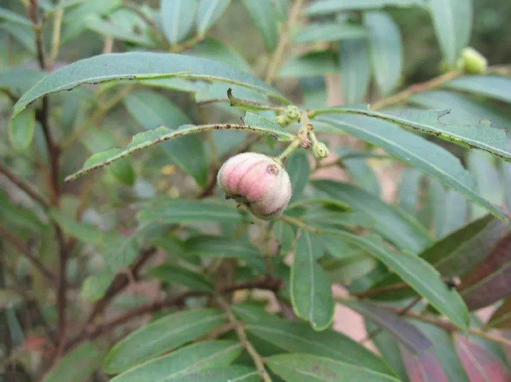 Loai qua chi be bang dau ngon tay gia gan 400.000 dong/kg