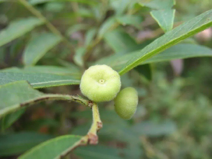 Loai qua chi be bang dau ngon tay gia gan 400.000 dong/kg-Hinh-2