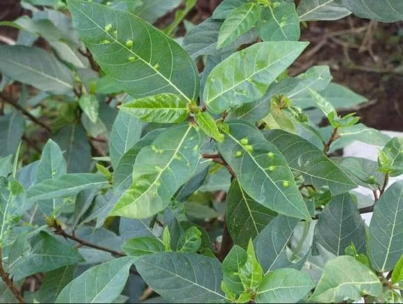 Tren la sung co nhieu not san, nen an hay bo?