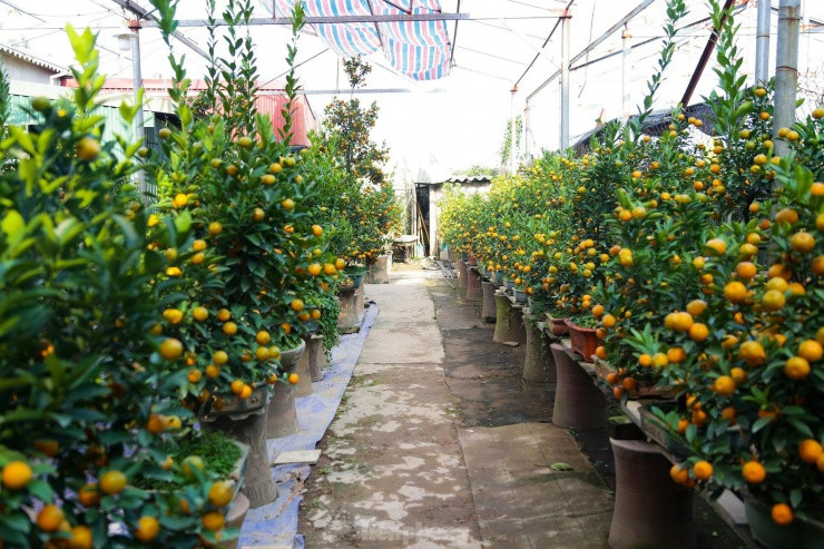 Quất mini độc lạ, khách sẵn sàng bỏ cả chục triệu mua về chơi Tết Quat mini doc la, khach san sang bo ca chuc trieu mua ve choi Tet