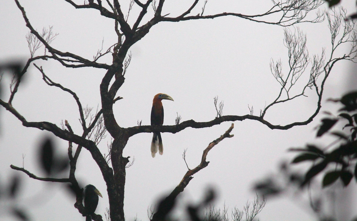 Nơi đây là địa bàn sinh sống của hàng ngàn loài động vật, thực vật, trong đó có nhiều loài quý hiếm đang cần được bảo tồn.