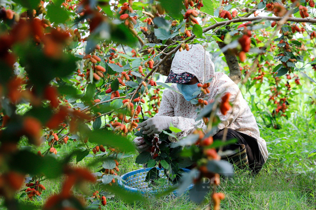 Do phải làm việc dưới thời tiết nắng nóng gay gắt trong thời gian dài nên người nông dân phải mặc thêm áo chống nắng trong khi thu hoạch dâu tằm.