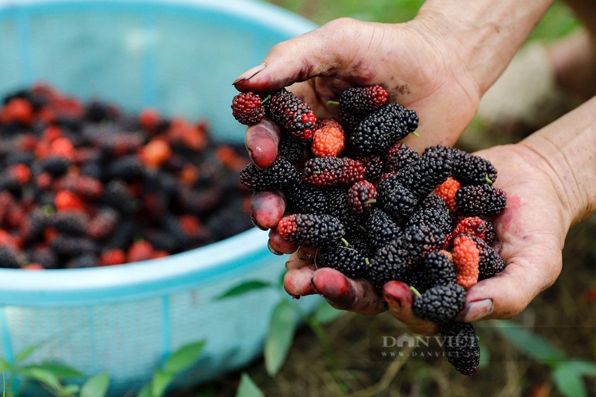 Theo khảo sát, trung bình một hộ gia đình trồng dâu tằm tại xã Dương Liễu sẽ thu được khoảng 1 tấn dâu tằm. Năm nay được mùa nên dự tính thu hoạch được 1,5 - 2 tấn dâu tằm.