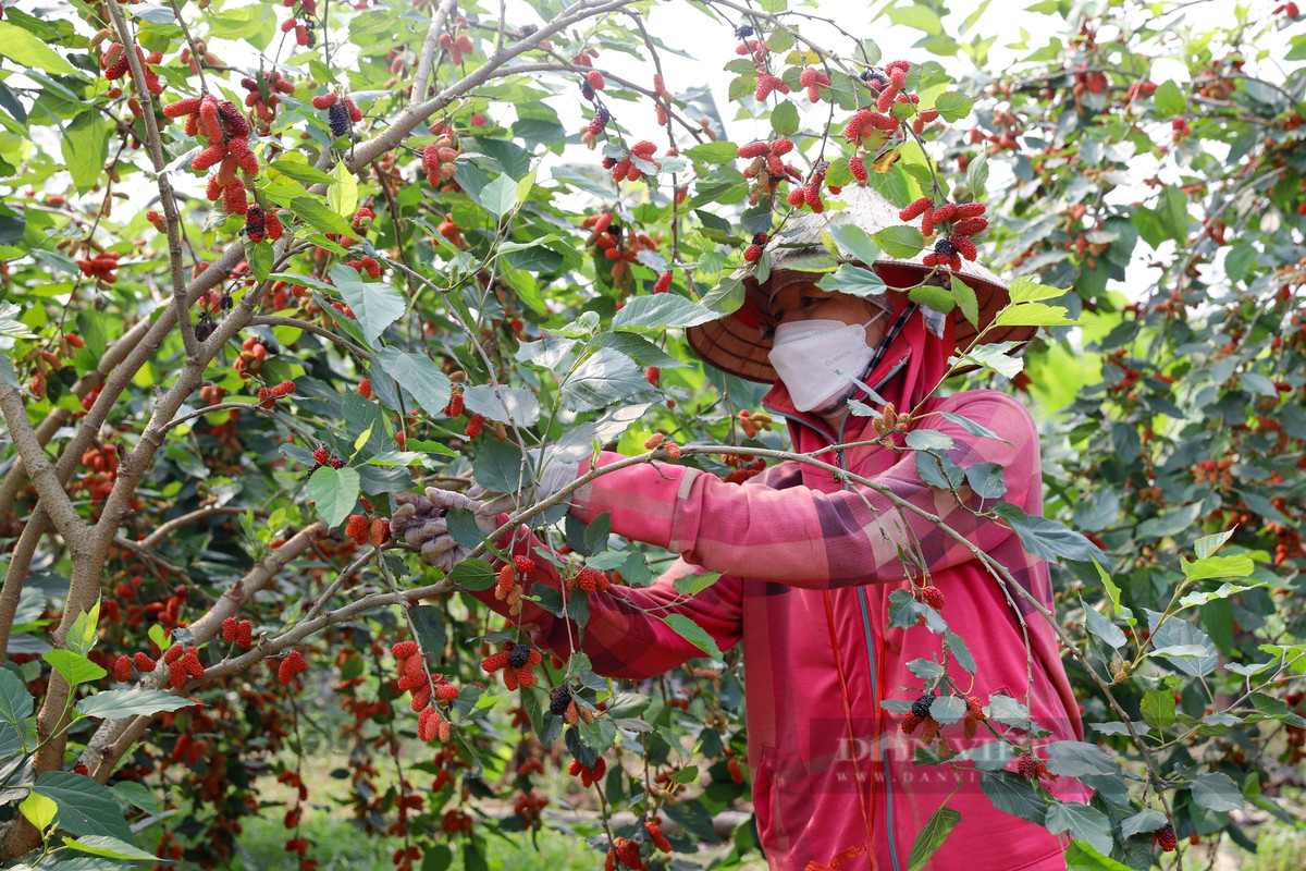 Trước kia, người nông dân xã Dương Liễu chủ yếu trồng phật thủ, nhót, ổi... Tuy nhiên, nhận thấy dâu tằm cho hiệu quả kinh tế cao, lại dễ chăm sóc nên nhiều gia đình lựa chọn dâu tằm để canh tác thêm, góp phần tăng thu nhập.