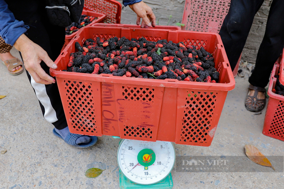 Cũng theo tìm hiểu, năm nay do dâu tằm được mùa nên giá cũng rẻ hơn năm trước. Hiện tại giá đổ buôn cho thương lái từ 12.000 - 17.000 đồng/kg, thấp hơn khoảng 5.000 /kg so với năm trước.