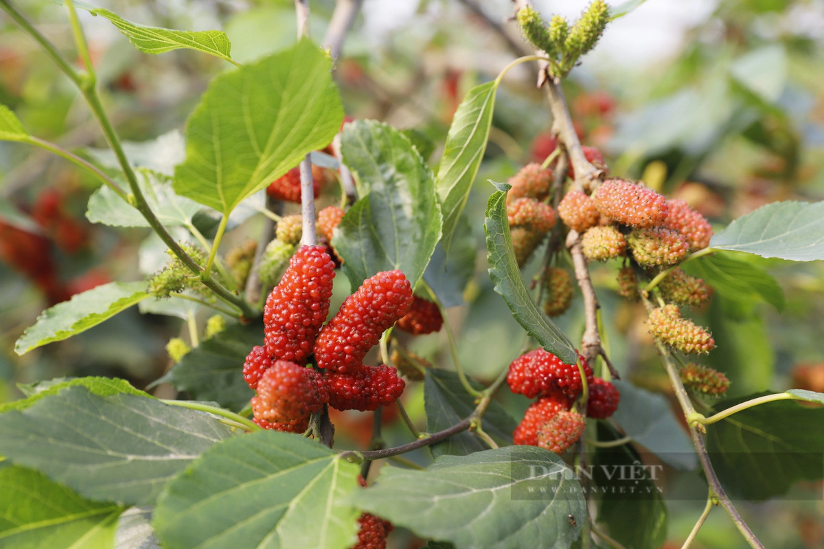 Quả dâu tằm có nhiều công dụng, rất tốt cho sức khoẻ, giá cả hợp lý nên được nhiều người tiêu dùng tìm mua về ngâm rượu, làm siro, nước giải khát ngày hè.