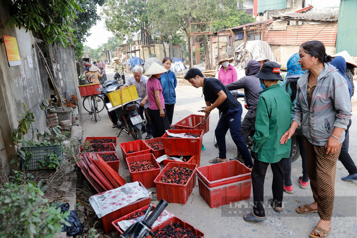 Tuy nhiên, khi về đến chợ, siêu thị, loại quả này có giá bán lẻ lên đến 40.000 - 50.000 đồng/kg, một tiểu thương khẳng định.