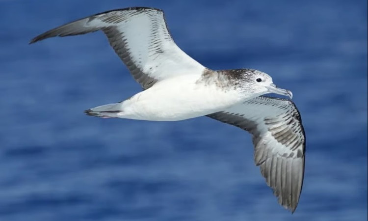 Chim hải âu trưởng thành thường dài hơn 1 mét, sải cánh dài tới 3-4 mét, nặng từ 8 đến 9kg, chim hải âu đực thường lớn hơn con cái. Môi trường sống của hải âu là đại dương. Chúng cư xử rất hiền lành ở trên bờ.