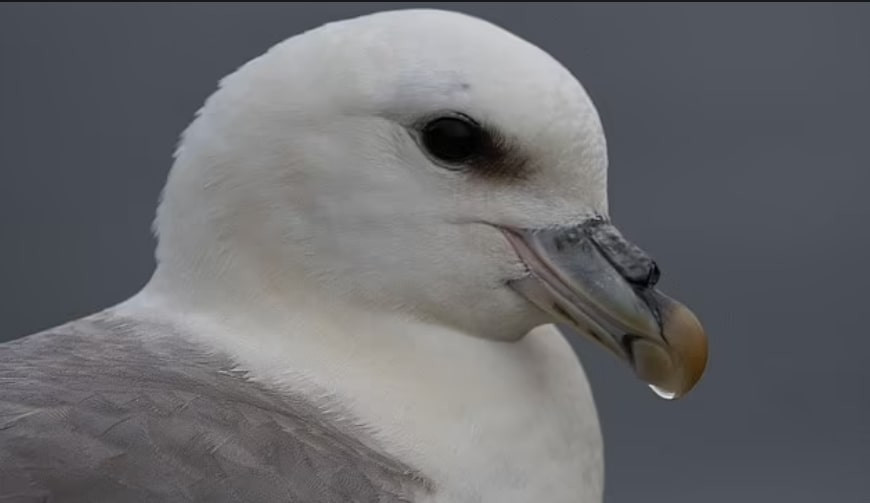 Đáng nói, cho dù chim hải âu có xa cách bạn tình vài năm, chúng vẫn có thể xác định chính xác bạn tình của mình trong biển cả rộng lớn. Chim hải âu không có khái niệm "lừa dối", nếu không đợi được bạn đời trở lại trong một năm, nó sẽ không hấp tấp chọn một bạn tình khác mà bay đi một mình. 