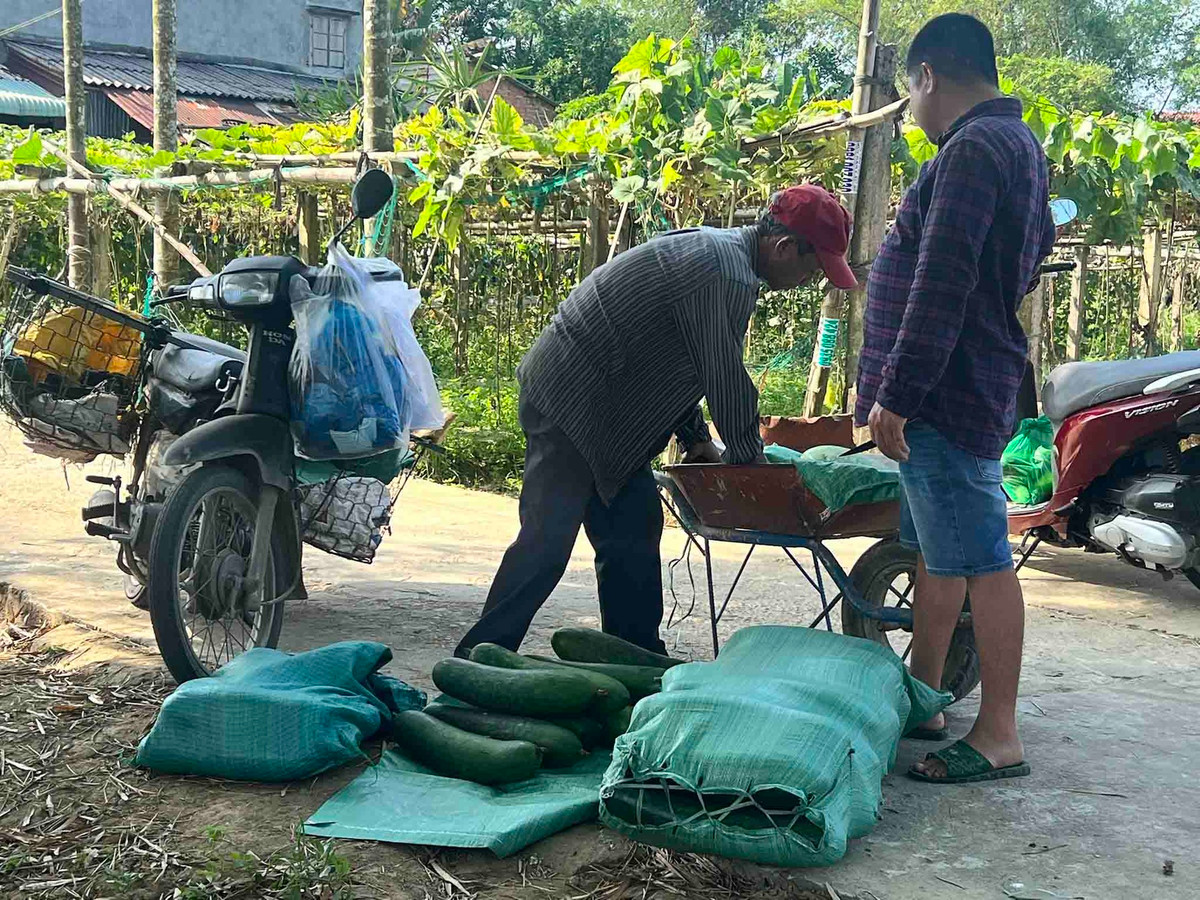“Các hộ dân ở đây ai cũng thu hoạch bí đao chất cả tấn ở nhà nhưng đâu có ai mua, có người thu mua thì bị chèn ép giá và chọn lựa kĩ từng trái chứ không họ sẽ không chịu mua”, ông Nguyễn Tấn Toản - chủ một của vườn bí đao tại thôn Hà Nhuận - chia sẻ nỗi lòng.