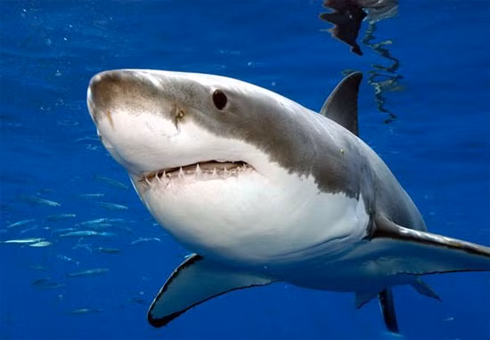 Các nhà nghiên cứu tại Hiệp hội bảo tồn động vật hoang dã đã đặt tên cho con cá mập này là Nicole, lấy theo tên nữ diễn viên người Úc Nicole Kidman (người có xu hướng yêu thích và chú ý tới loài cá mập trắng lớn).