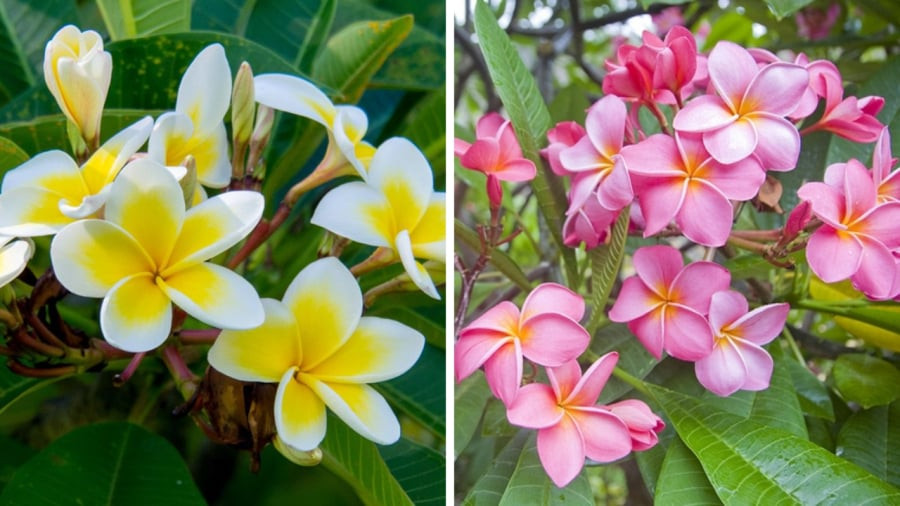 Hoa sứ là loại hoa vô cùng quen thuộc đối với người Việt. Người ta thường trồng loại cây này ở những khu vực đình, chùa, miếu. 