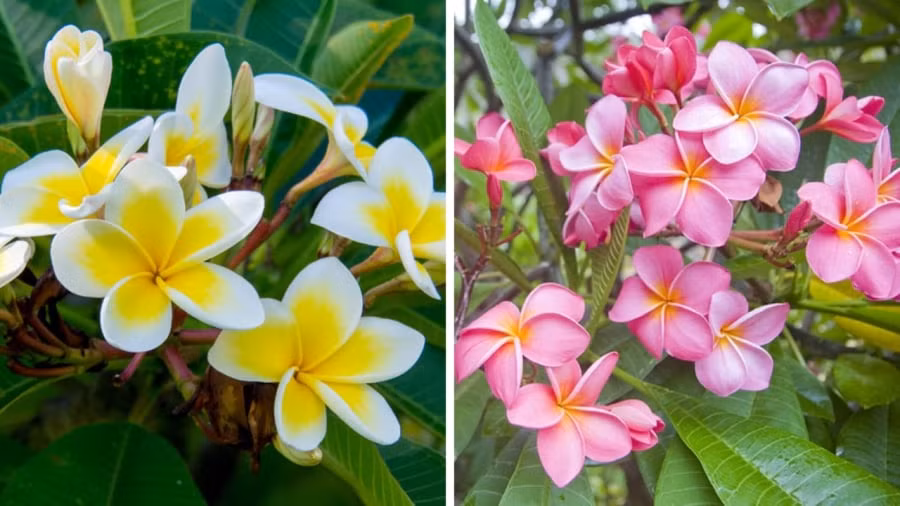 Hoa sứ là loại hoa vô cùng quen thuộc đối với người Việt. Người ta thường trồng loại cây này ở những khu vực đình, chùa, miếu. 