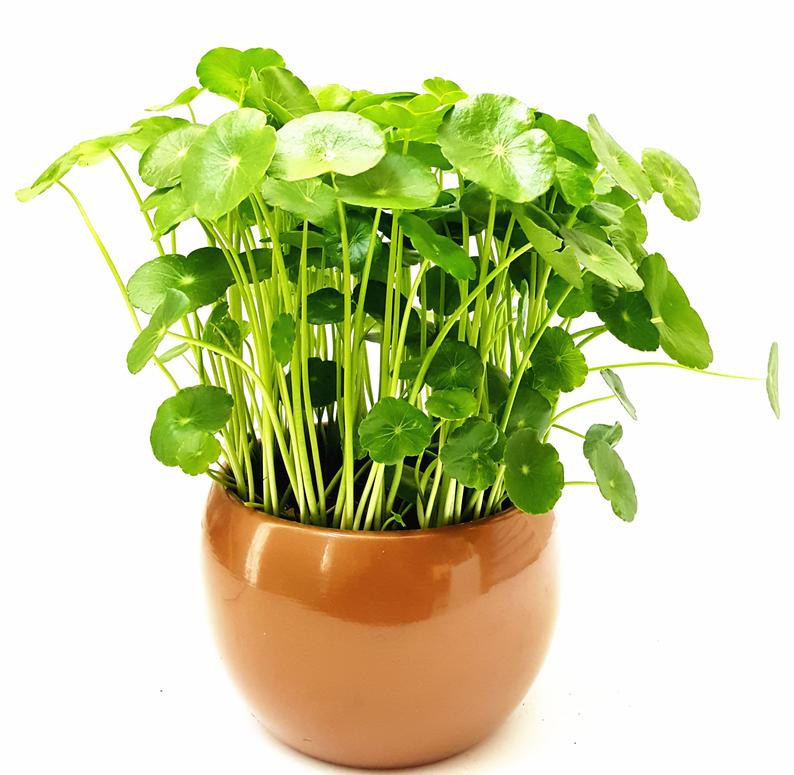  8. Cây rau má. Bởi vì đây là loại cây giản dị hay mọc ở thôn quê. Do đó khi được trồng vào nhà, cơ quan, bàn làm việc như một biểu tượng nhắc nhở chúng ta cố gắng từng ngày.