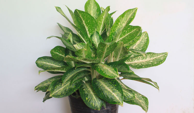  7. Cây huy hoàng trong nước. Đây là cây rất thích hợp bài trí trong nhà, nơi ít ánh sáng và trong môi trường điều hòa. Cây huy hoàng trong nước có ý nghĩa thịnh vượng trong phong thủy. Người kinh doanh trồng cây huy hoàng trong nước sẽ mang đến tài lộc và may mắn.