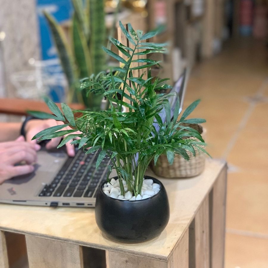  3. Cây cau tiểu trâm. Đây là cây chịu mát, nhỏ, để trang trí trên bàn làm việc hoặc trong chậu thủy tinh. Lá cây mọc từ thân chính. Dạng lá cau, lá nhọn dài, lá thưa mềm, bụi cây nhỏ, thấp. Cây cau tiểu trâm có ý nghĩa rất lớn trong phong thủy, đây là cây sẽ mang đến cho những người làm kinh doanh sự suôn sẻ, may mắn trong việc kí kết các hợp đồng cùng đối tác.