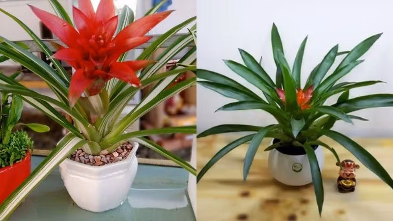 10 cay phong thuy doc, la chuyen gia khuyen dan kinh doanh nen trong-Hinh-5