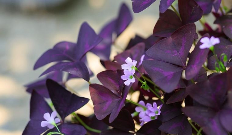  2. Cây bướm đêm. Đây là loại cây hợp với hầu hết các mệnh và có ý nghĩa mang lại tiền vào như nước. Do đó, trồng cây bướm đêm dịp này rất hợp với những người làm kinh doanh vì sẽ giúp cho dịp cuối năm tiền vào như nước và giữ được mãi ở trong nhà.