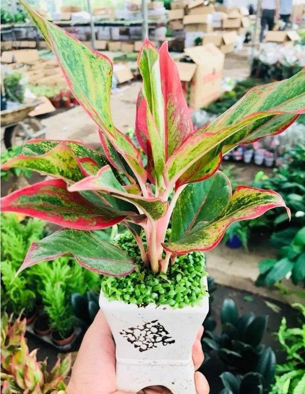  4. Cây cung điện vàng. Cây chịu bóng bán phần hoặc hoàn toàn, thích hợp làm cây văn phòng. Cây có ý nghĩa giữ tiền trong nhà vậy nên những người làm kinh doanh cũng nên trồng cây này.