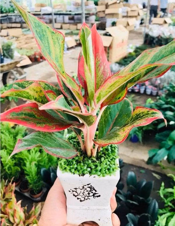 10 cay phong thuy doc, la chuyen gia khuyen dan kinh doanh nen trong-Hinh-4