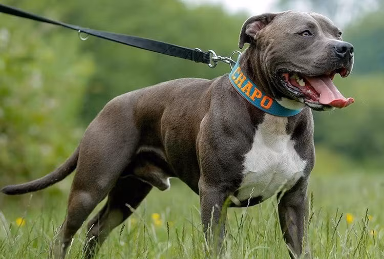 Cho pitbull co song sot mot tuan neu duoc dua vao thao nguyen chau Phi?-Hinh-4